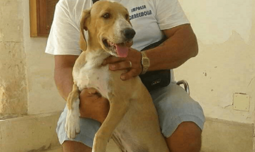randagio ucciso