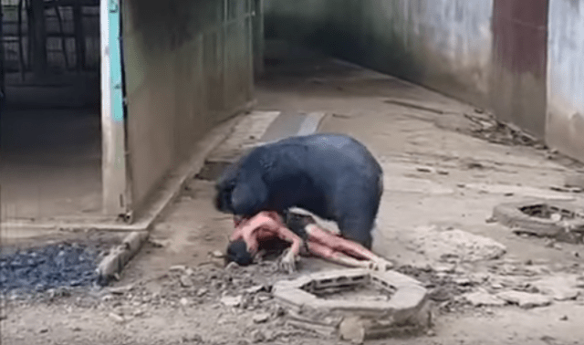 Attacchi Di Animali Feroci All Uomo Video
