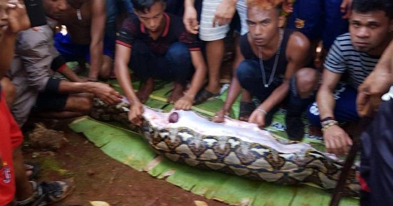 serpente uccide una donna in Indonesia