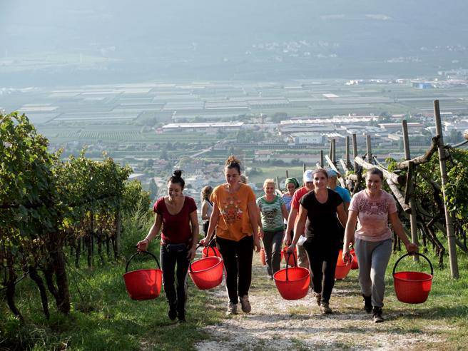 vignaiolo noleggia jet braccianti romania