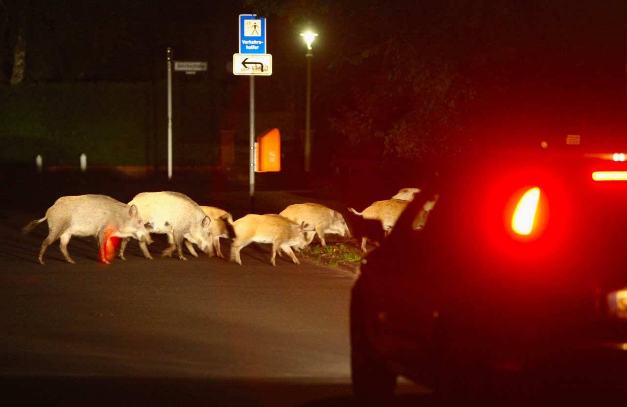 Incidente cinghiali GETTY 3 ottobre 2020