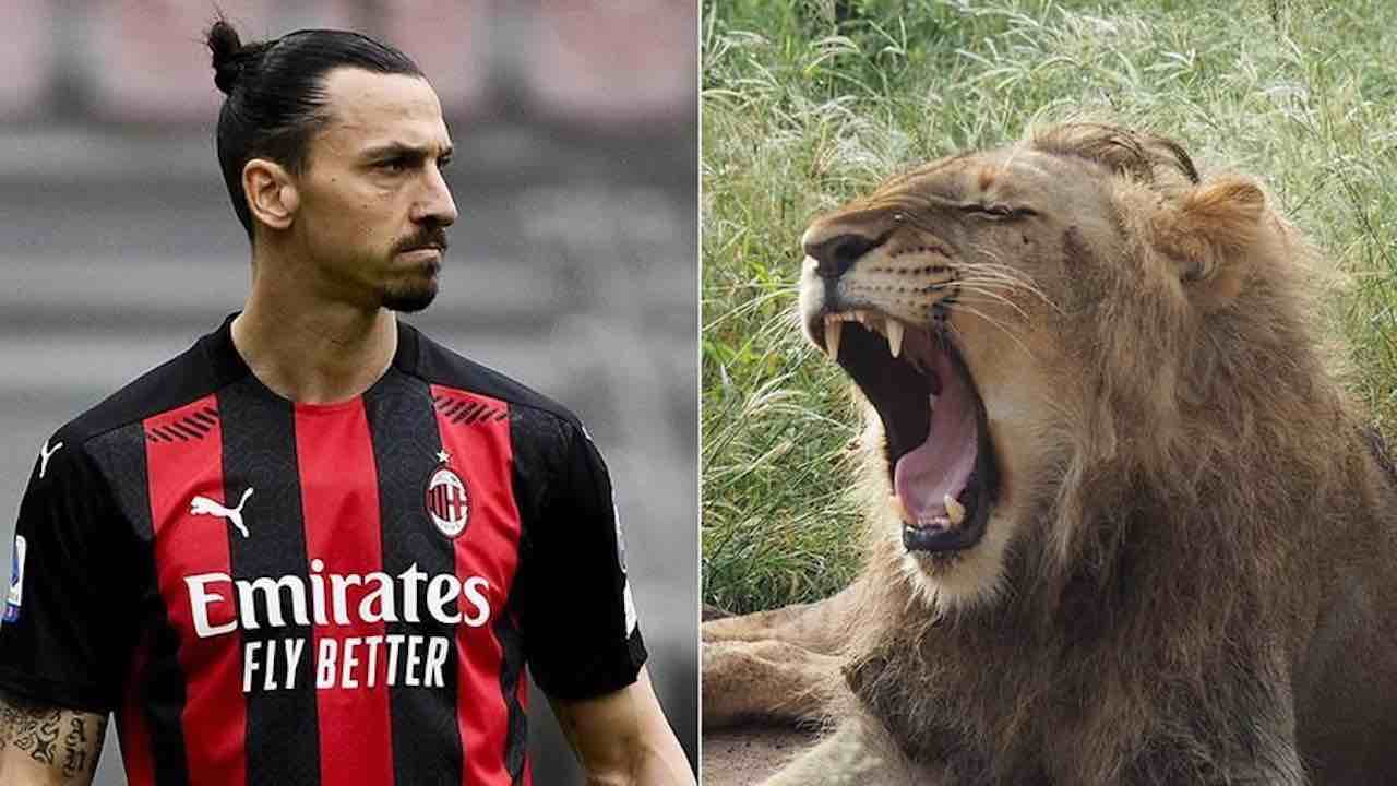 Ibrahimovic