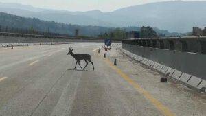 capriolo autostrada