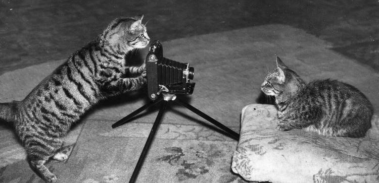 test visivo animali