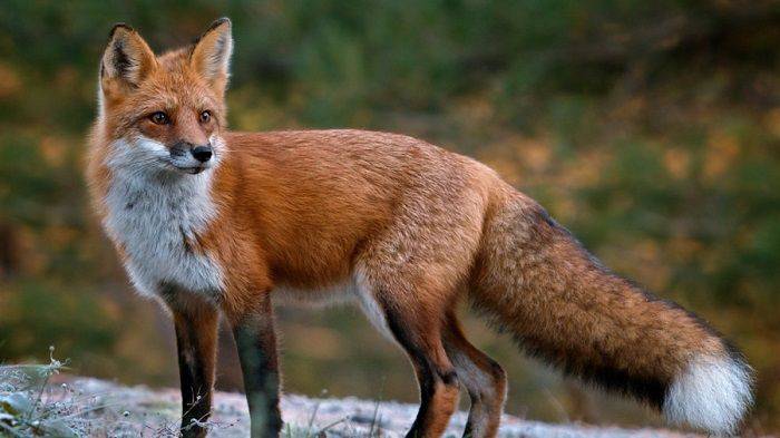 La volpe è uno degli animali del test di oggi