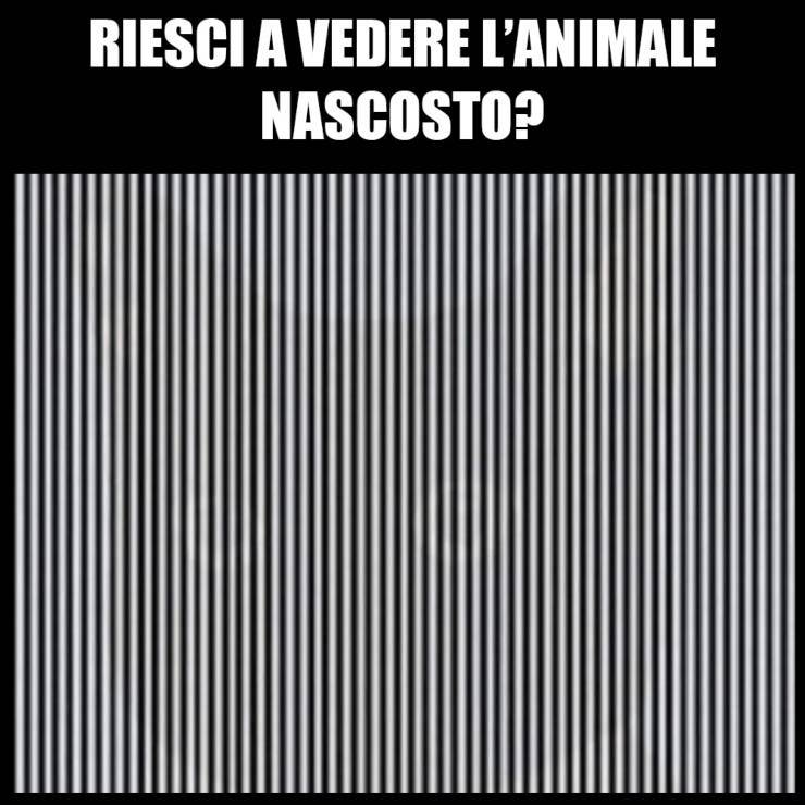 C'è un animale nascosto