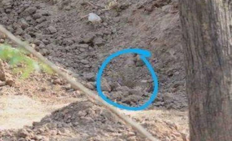 Ecco dov'era nascosto il leopardo (Foto aforismi.it)