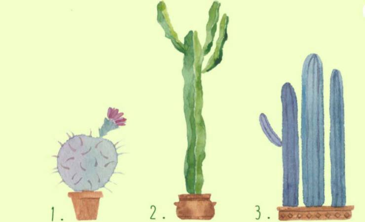 Test: Sei resiliente? Scegli un cactus e lo scoprirai 8 Scopri quanto sei resiliente (GreenMe)