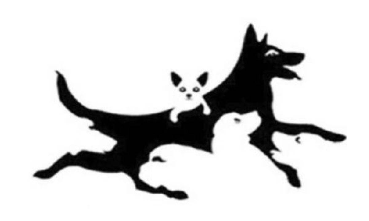 Test: quanti cani vedi? Ecco la tua età mentale Test: quanti cani vedi? Ecco la tua età mentale