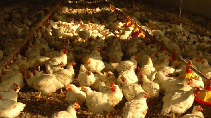 Aviaria - Nuovo focolaio in Nord Italia