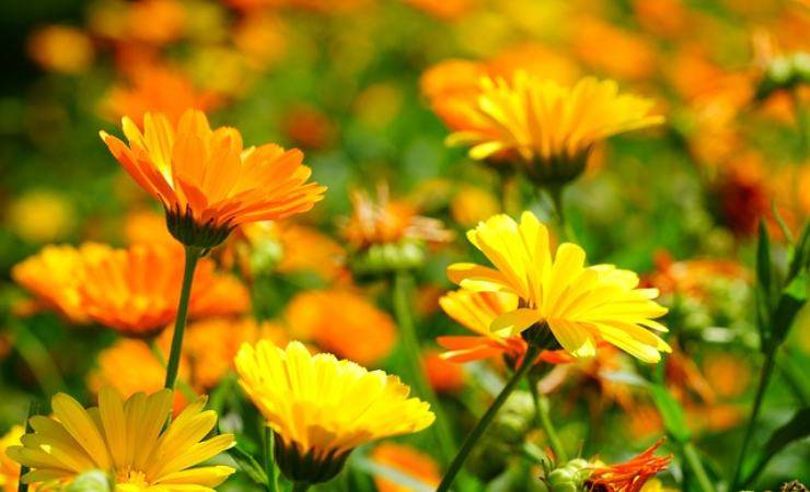 Calendula (Pixabay)