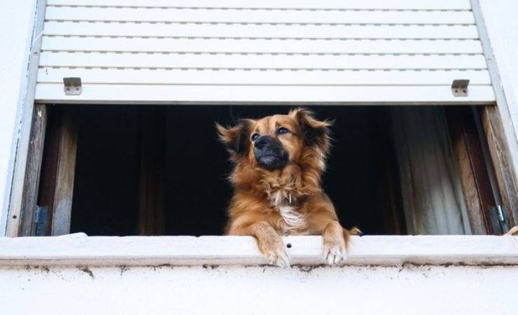 Cane da guardia (Foto Unsplash)