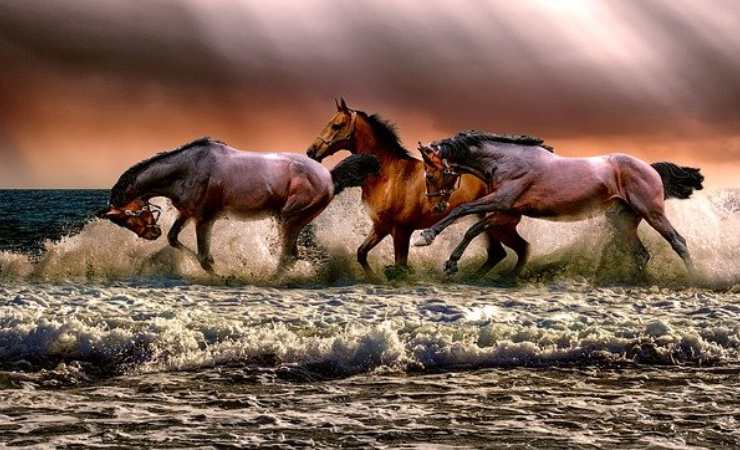Cavalli (Pixabay)