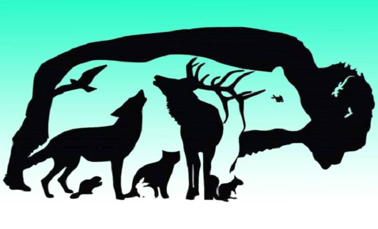 Quanto sei abile ad osservare individua il maggior numero di animali per scoprirlo (ogmag.net)