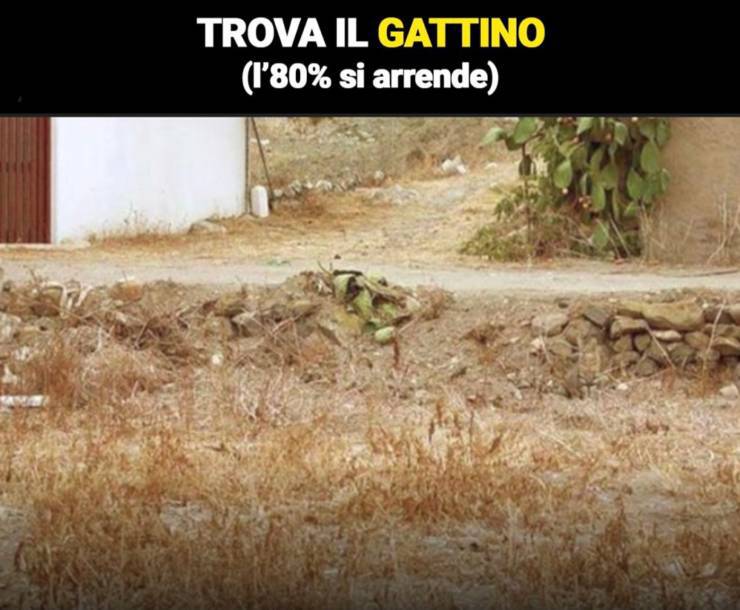 Test d'intelligenza - Cerca il gattino