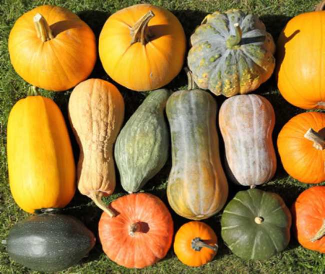 Zucca: lo sapete che una ha il sapore della nocciola? Ecco qual'è