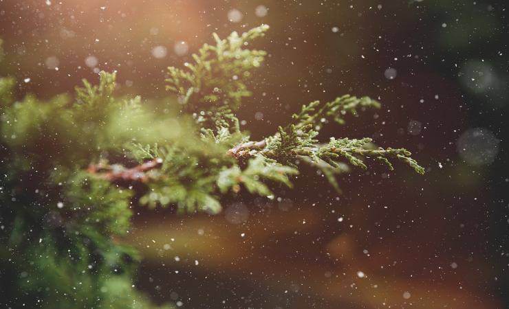 Test natalizio: Scegli uno dei tre alberi e scopri cosa ti riserva il Natale 9 albero (foto: Pixabay)