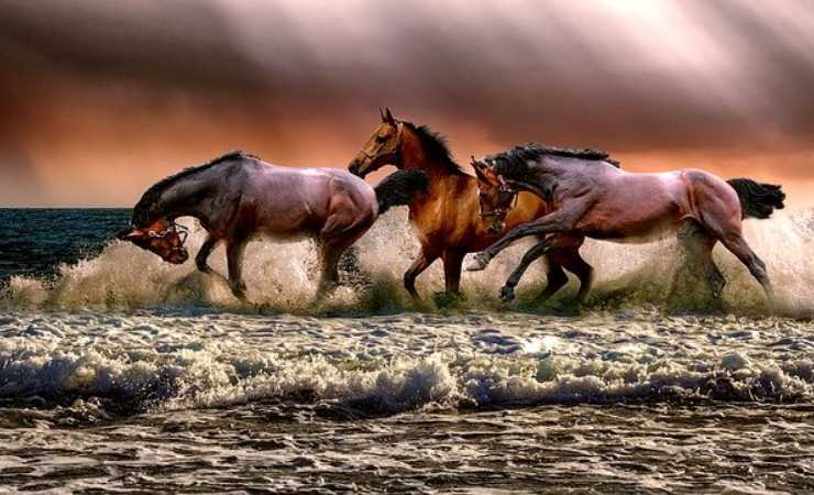 cavalli (foto: Pixabay)