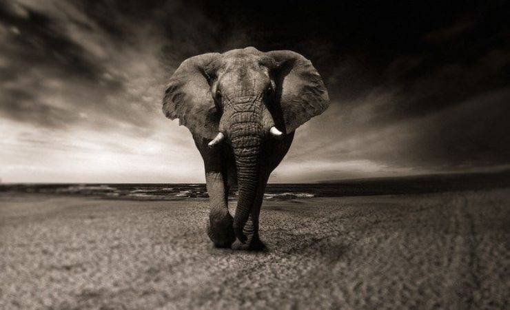 elefante (Pixabay)