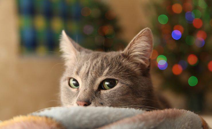 gatto (foto: Pixabay)