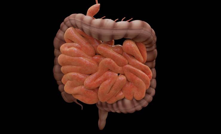 intestino