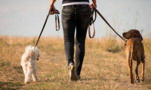 cane passeggiata 