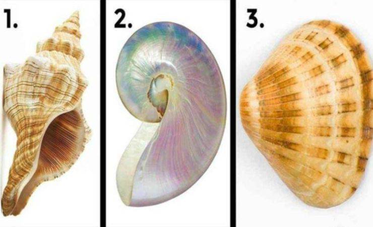 test conchiglie (foto: letto quotidiano)