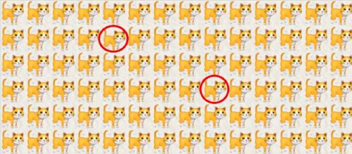 test gatti 2