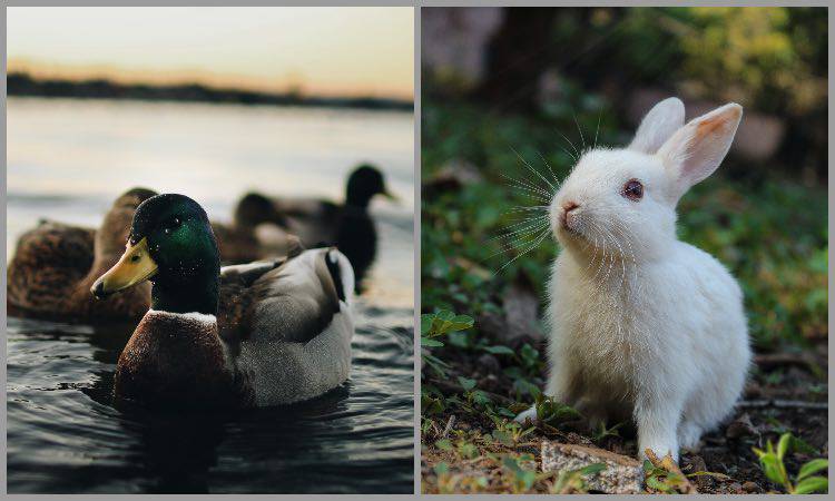 Test cosa vedi? Scopri cosa dice ti te uno dei due animali nell'immagine. Ecco rivelati i tuoi lati positivi e negativi.