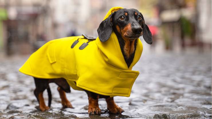 Serve davvero il cappottino per i cani