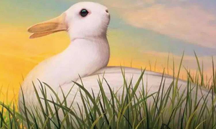 Test cosa vedi? Scopri cosa dice ti te uno dei due animali nell'immagine. Ecco rivelati i tuoi lati positivi e negativi.
