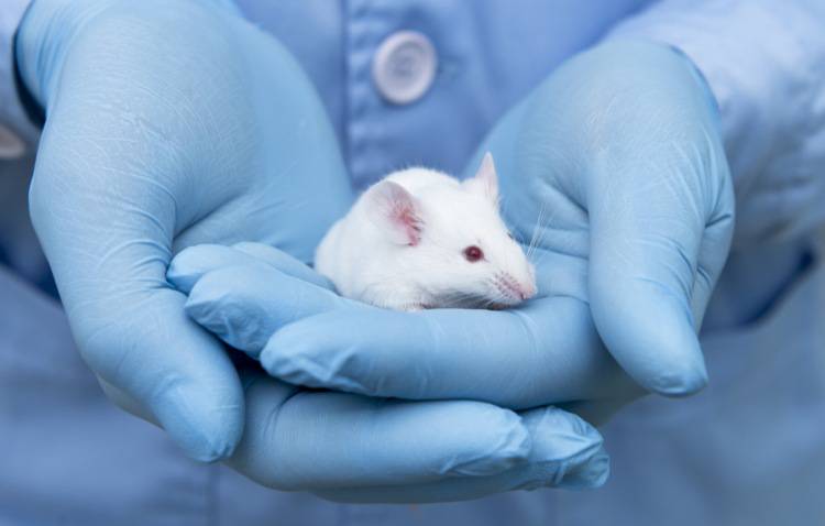 L'effetto del vaccino sui topi è scioccante