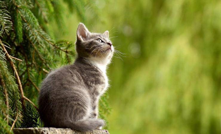 gatto (foto: Pixabay)