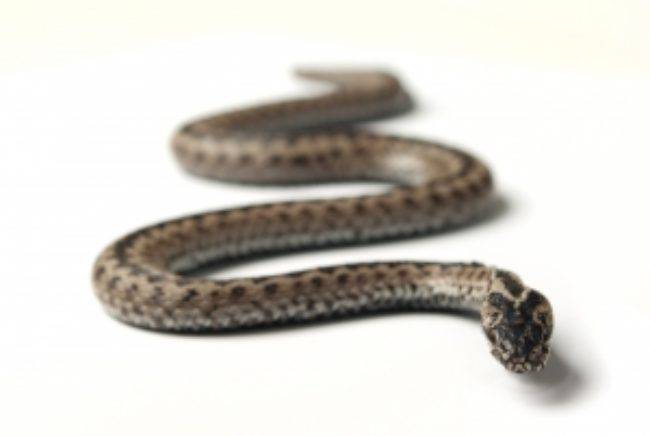 Sogni: nella notte hai sognato un serpente? Ecco il suo significato