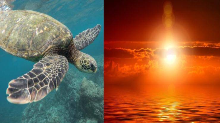tartaruga e tramonto 