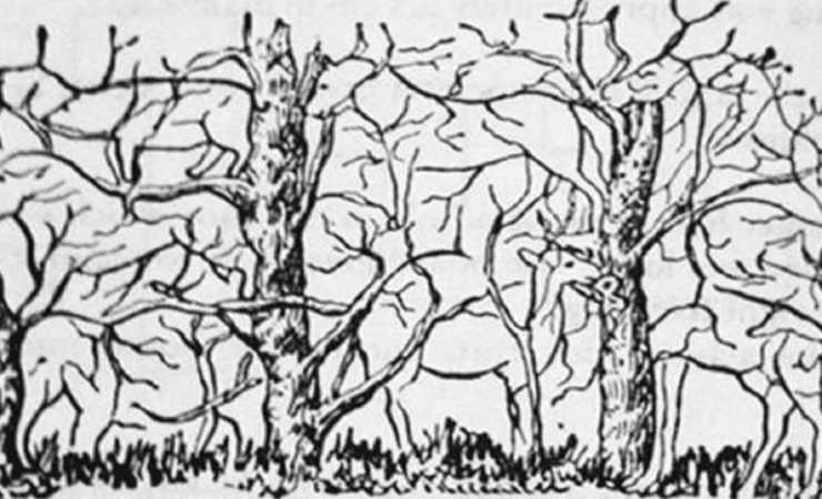 test.animali_Leggilo.org_28.12.2021
