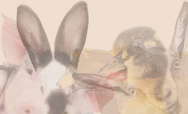 Test visivo: il primo animale che vedi rivela tutto di te