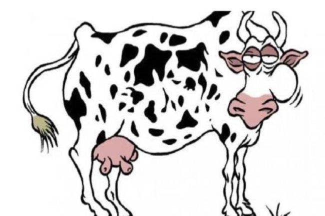 Rompicapo: Vedi la seconda mucca? Sei un mito mito se ci riesci