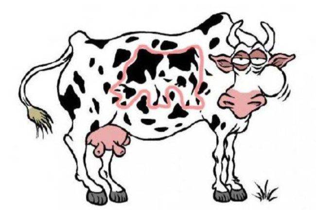 Rompicapo: Vedi la seconda mucca? Sei un mito mito se ci riesci