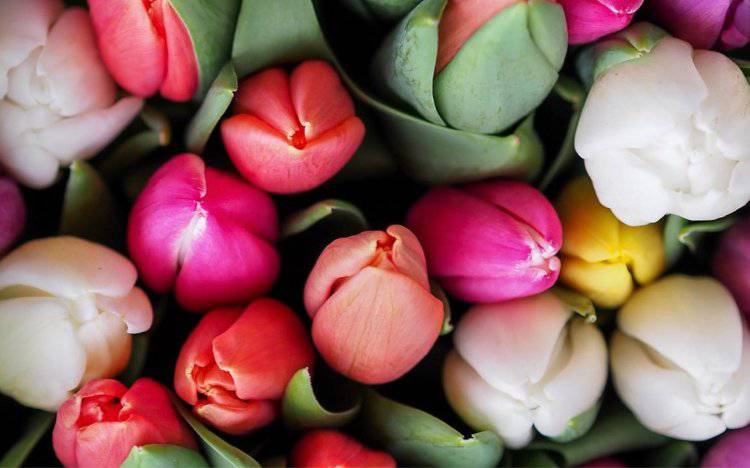 I tulipani e il loro significato