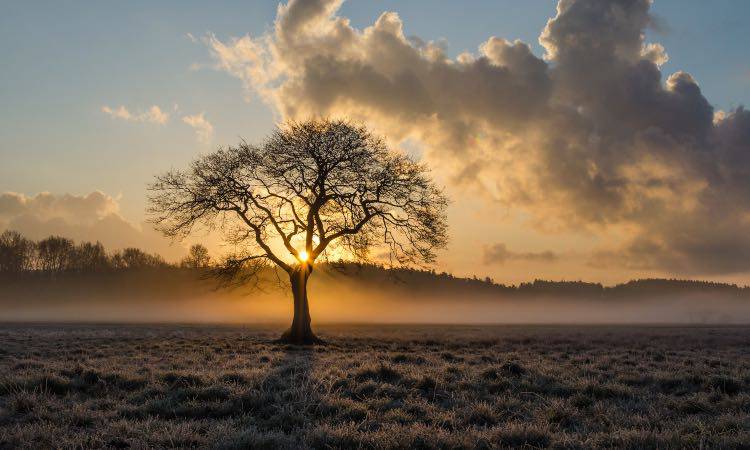 Test scegli un albero, ecco cosa ti guida nella tua vita