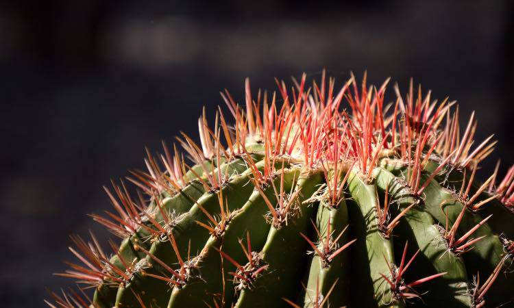 Test scegli un cactus ecco quanto sei resiliente