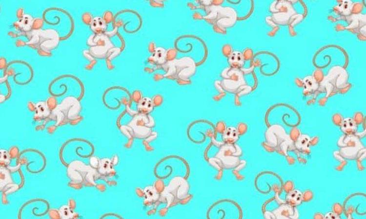 Test, riesci a trovare il topino diverso in 5 secondi? E' impossibile, prova!