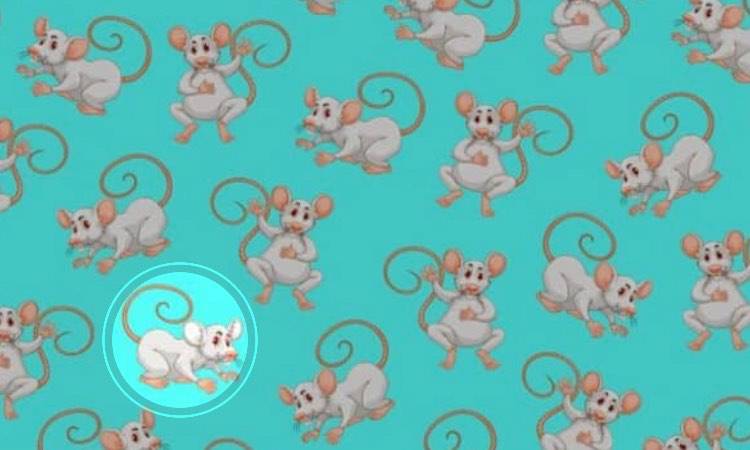 Test, riesci a trovare il topino diverso in 5 secondi? E' impossibile, prova!