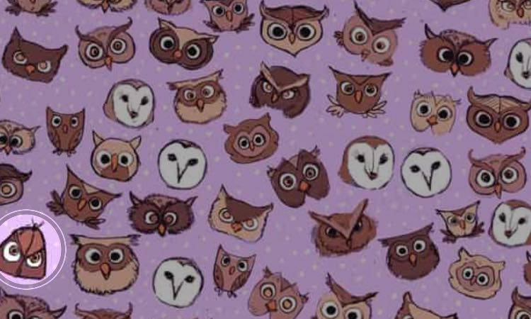 Test, do you see the butterfly among the owls?  You're a myth!