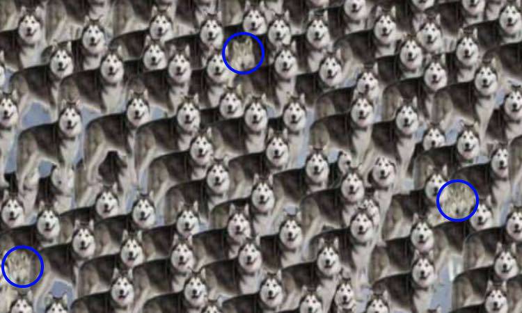Test: trova i lupi tra gli Husky in 15 secondi, impossibile!