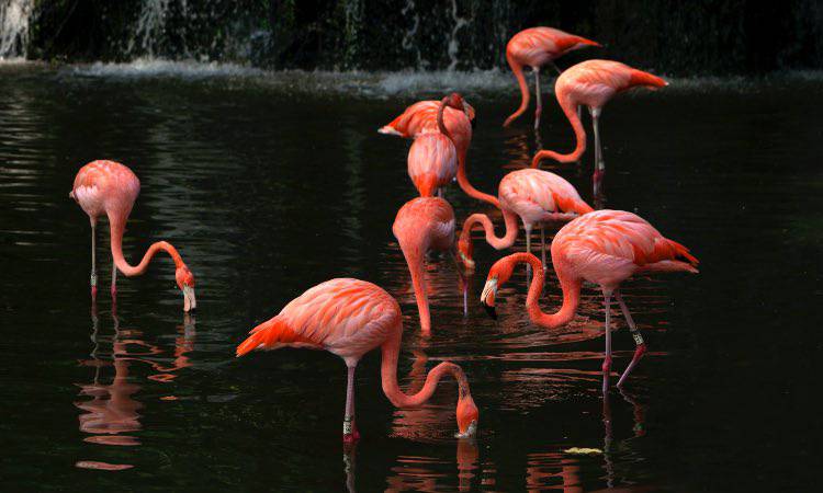 Test che vede come protagonisti degli splendidi fenicotteri rosa.