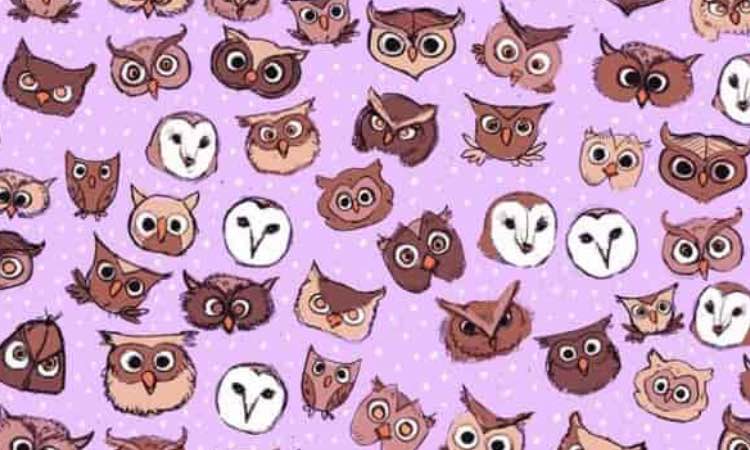 Test, do you see the butterfly among the owls? You're a myth!