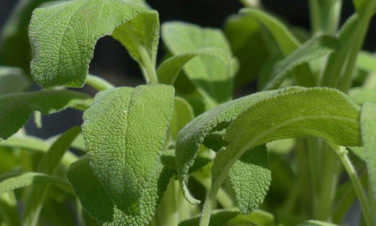 Salvia: come utilizzarla per la tua bellezza e per problemi di salute