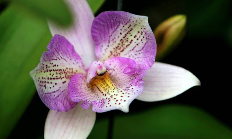 Orchidea: quando e come si fa il rinvaso